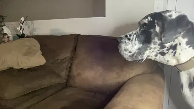 Snapshot of bambifarrina chatting on 09-14-25, 05:08 bambifarrina online show from 09-14-25, 05:08