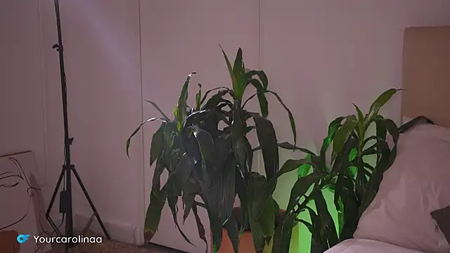 Carolart  online show from 01-06-26, 10:25