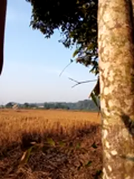 Johlrd online show from 11-30-25, 01:50