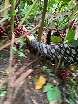 Huong-Ly online show from 10-28-25, 05:29