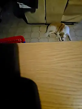 Stingles online show from 10-11-25, 06:03