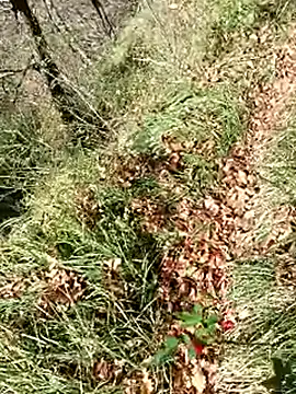 pegaso369 online show from 11-12-25, 12:31