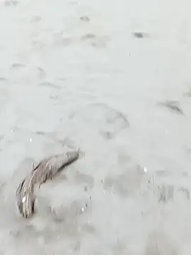 pegaso369 online show from 10-29-25, 03:33