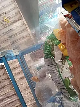 Snapshot of Lorenasex chatting on 11-15-25, 12:09 Lorenasex online show from 11-15-25, 12:09