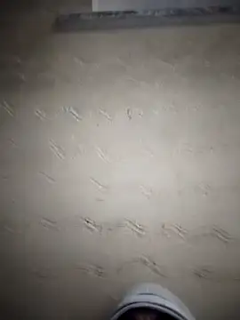 Desiandaj online show from 11-24-25, 05:13