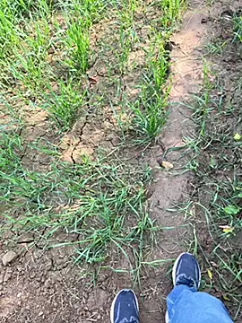 Desiandaj online show from 11-29-25, 05:29