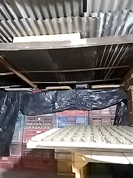 hoteder online show from 12-23-25, 12:43