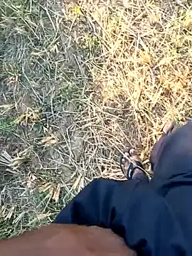 dolphiinn online show from 04-01-26, 12:06