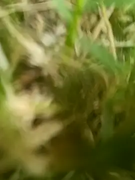 dolphiinn online show from 03-20-26, 02:12