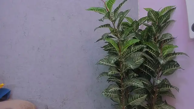 scarlett646 online show from 11-29-25, 03:06