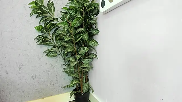 scarlett646 online show from 02-26-26, 03:06