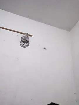 KitedSeizure online show from 12-15-25, 11:49