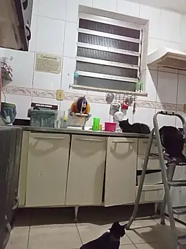 dinho carioca online show from 03-26-26, 04:00