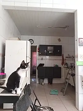 dinho carioca online show from 02-13-26, 12:16