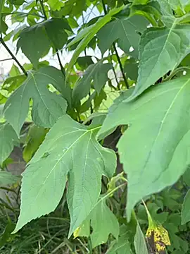 Snapshot of magraocam chatting on 04-09-26, 04:57 magraocam online show from 04-09-26, 04:57