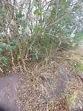 Snapshot of magraocam chatting on 10-30-25, 03:53 magraocam online show from 10-30-25, 03:53