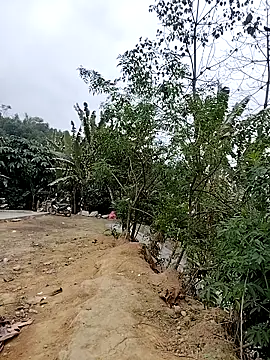 Tin tanny online show from 02-06-26, 12:39