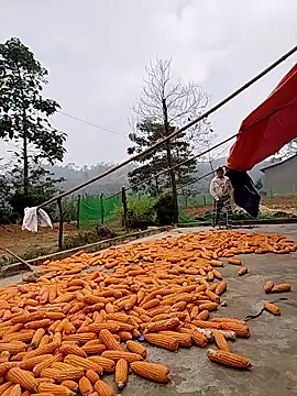 Snapshot of Tin_tanny chatting on 11-24-25, 02:11 Tin tanny online show from 11-24-25, 02:11