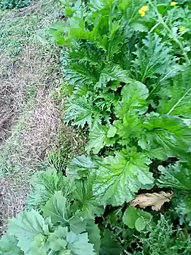 kemtuoi-sex online show from 02-22-26, 10:17