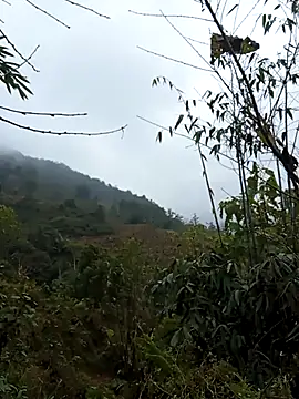 bonnie-00 online show from 01-07-26, 02:49