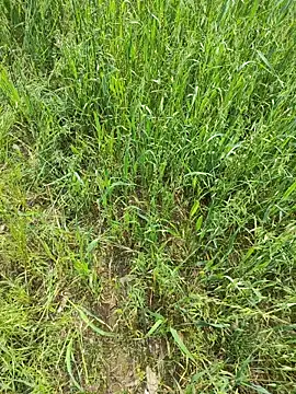 karandeep Bhagat online show from 04-19-26, 05:08