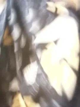 sanaya 3 online show from 11-09-25, 02:15