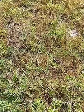 AgitatedStrip9 online show from 06-25-26, 01:58