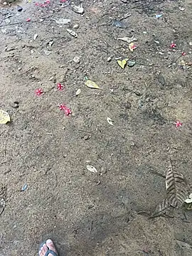 Snapshot of Gihan_sil1088 chatting on 10-31-25, 10:12 Gihan sil1088 online show from 10-31-25, 10:12