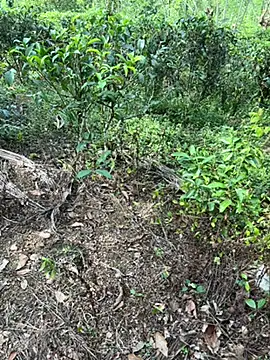 Snapshot of Gihan_sil1088 chatting on 09-20-25, 08:52 Gihan sil1088 online show from 09-20-25, 08:52