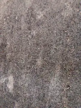 nagepalli online show from 11-29-25, 03:28