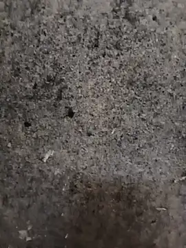 nagepalli online show from 11-14-25, 02:15