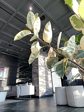 tia   fox online show from 02-09-26, 09:35