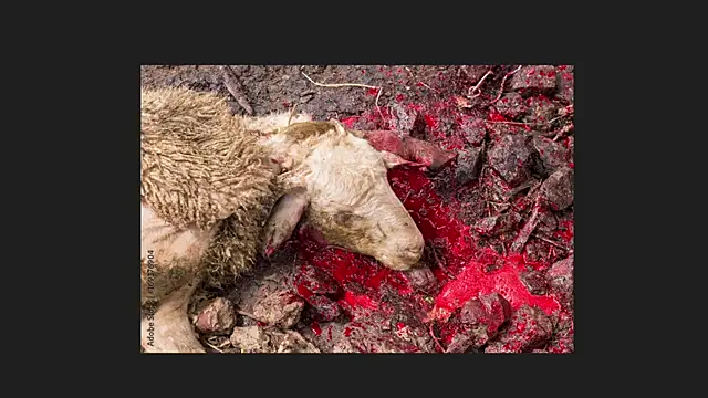 Playful Lia online show from 04-12-26, 02:04