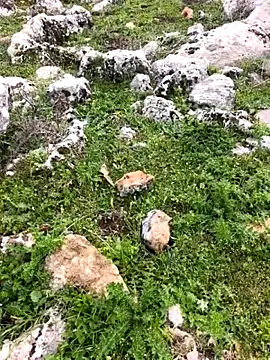 Sert erkek21 ysm online show from 03-26-26, 01:20