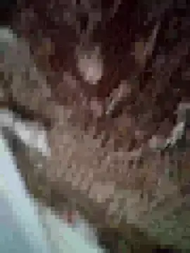 MilaCold5443 online show from 12-01-25, 06:53