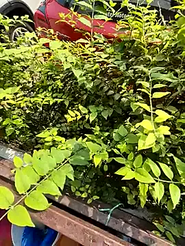 Snapshot of crawlerdrill chatting on 10-19-25, 04:37 crawlerdrill online show from 10-19-25, 04:37