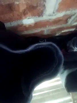 Rajni chauhan online show from 11-01-25, 04:45