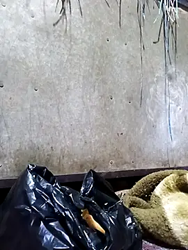 Hot cauple indian online show from 02-17-26, 08:06