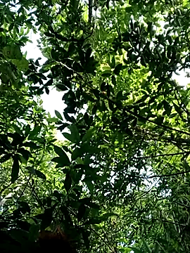 Bear bear0 online show from 10-28-25, 01:50