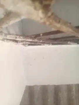 Pallu Asha online show from 03-17-26, 01:30