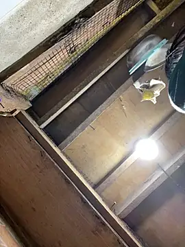 bellaUtops online show from 04-15-26, 03:01