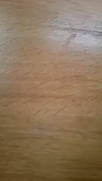 CEEKAYPRO online show from 02-25-26, 10:15