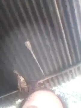 jacka 305 online show from 01-11-26, 06:53