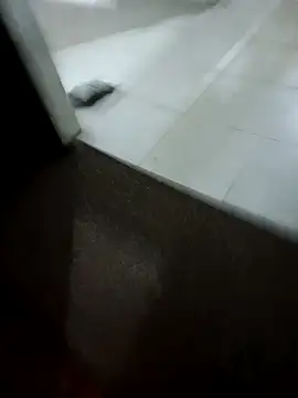 MonasticCanine online show from 02-10-26, 10:03