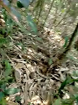 Cloud-wh online show from 03-02-26, 02:45