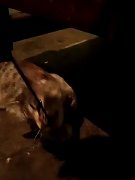 Adrian sxp online show from 11-18-25, 04:38