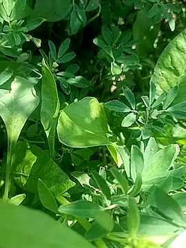 Sunenabhabh online show from 03-04-26, 08:11