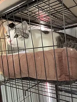 Toffee-00 online show from 11-26-25, 03:28