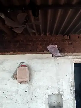 Babita Gori online show from 04-15-26, 11:38