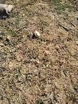 88zaifkhan88 online show from 01-06-26, 04:27